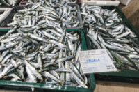 Ribarnica 11.3.-2416