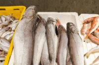 Ribarnica 11.3.-2418