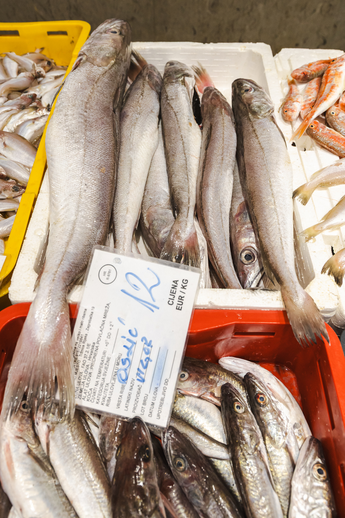 Ribarnica 11.3.-2418