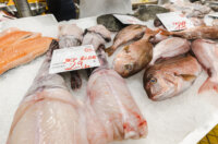 Ribarnica 11.3.-2426