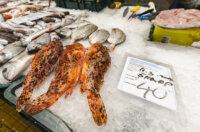 Ribarnica 11.3.-2429