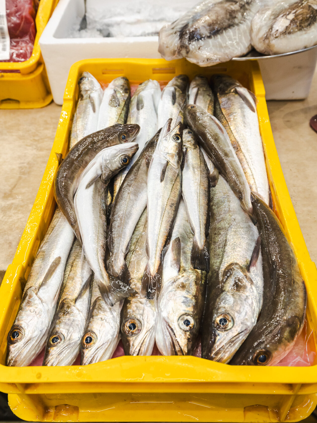 Ribarnica 11.3.-2436