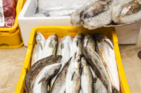 Ribarnica 11.3.-2436