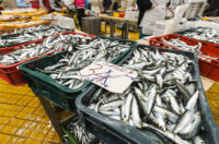 Ribarnica 11.3.-2440