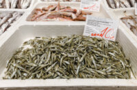 Ribarnica 11.3.-2449