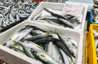 Ribarnica 11.3.-2451