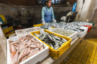 Ribarnica 11.3.-2454