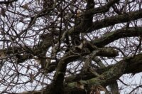 kesten opatija (7) kesten opatija (7)