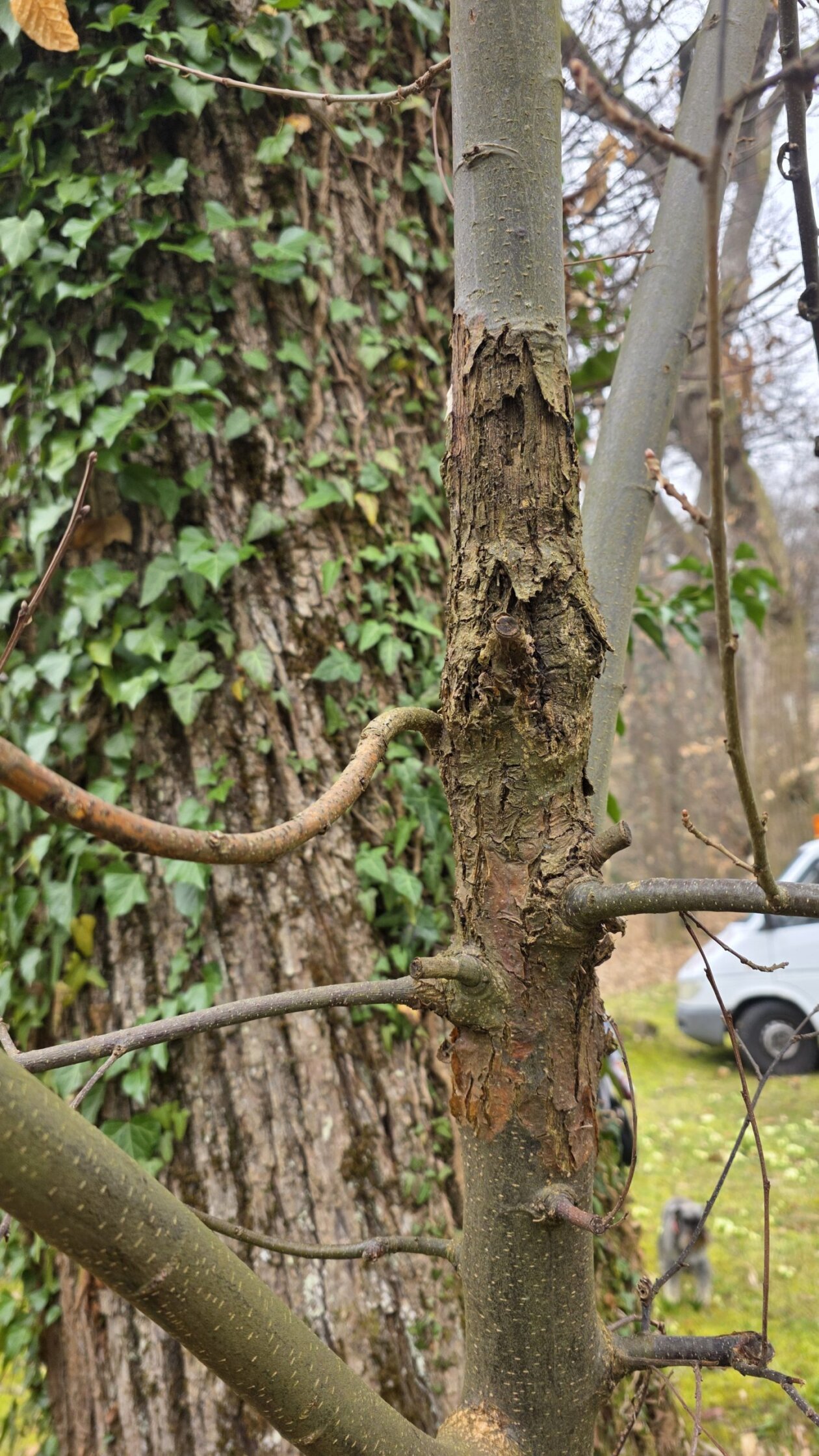 kesten opatija (9) kesten opatija (9)