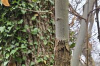 kesten opatija (9) kesten opatija (9)