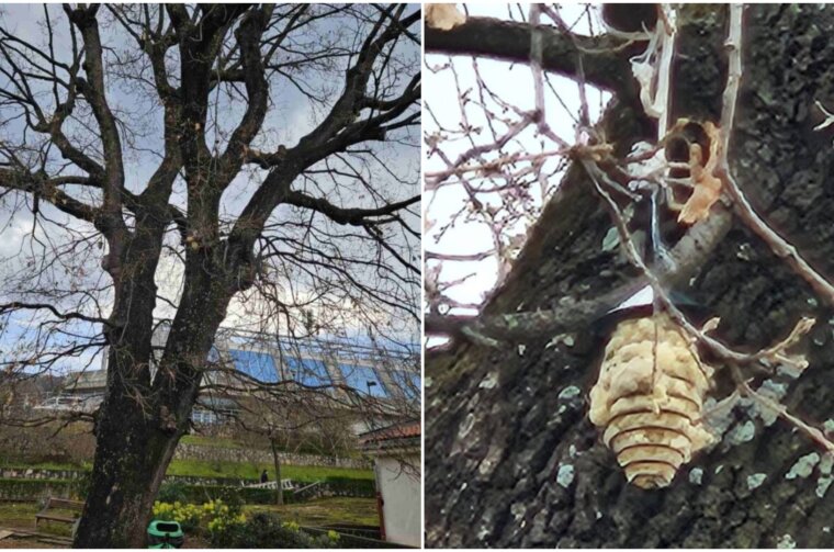 kostrena ptice (1) kostrena ptice (1)