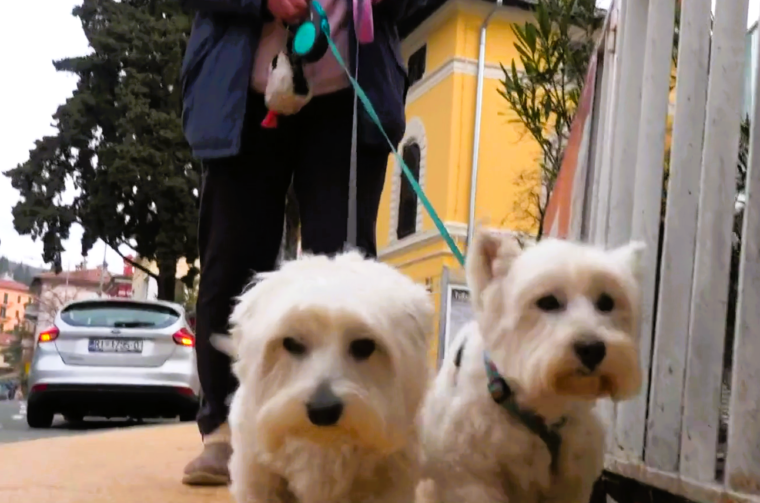 opatija psi rtl opatija psi rtl