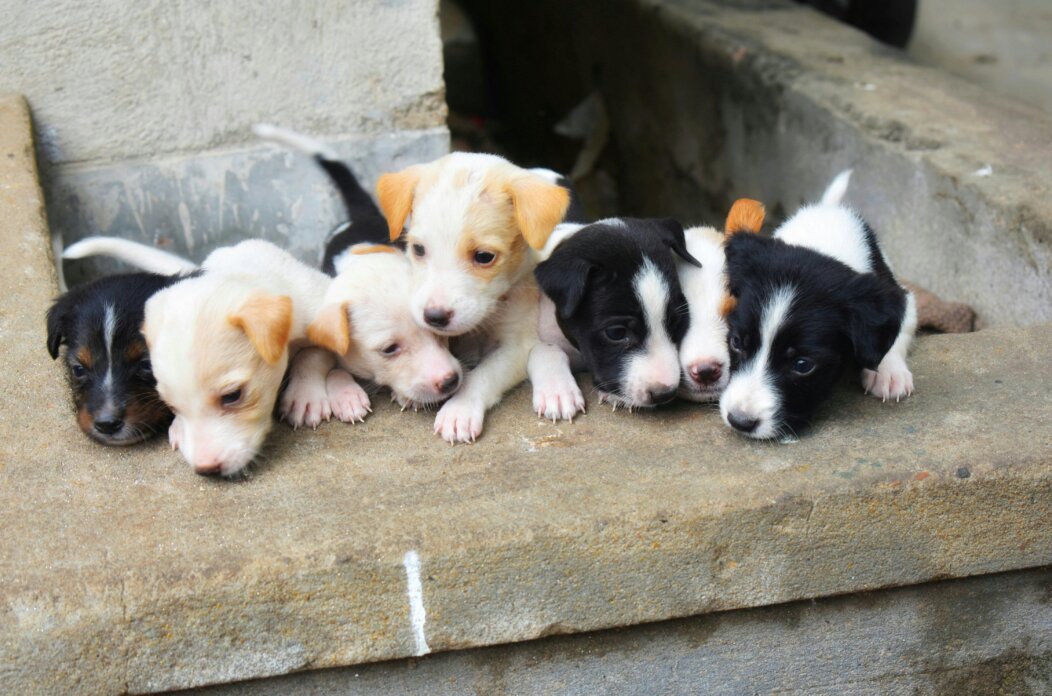 pexels-debphotography-5373669