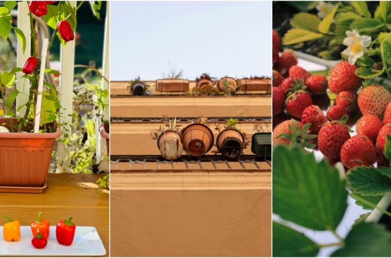 BeFunky-collage (12) BeFunky-collage (12)