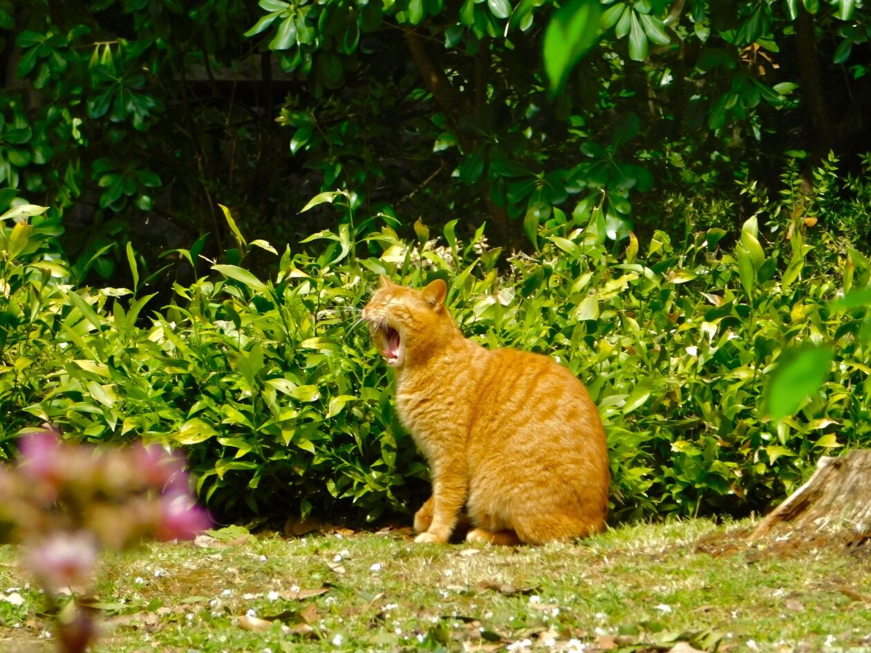 opatija proljece (3)