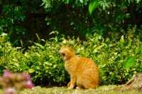 opatija proljece (3)