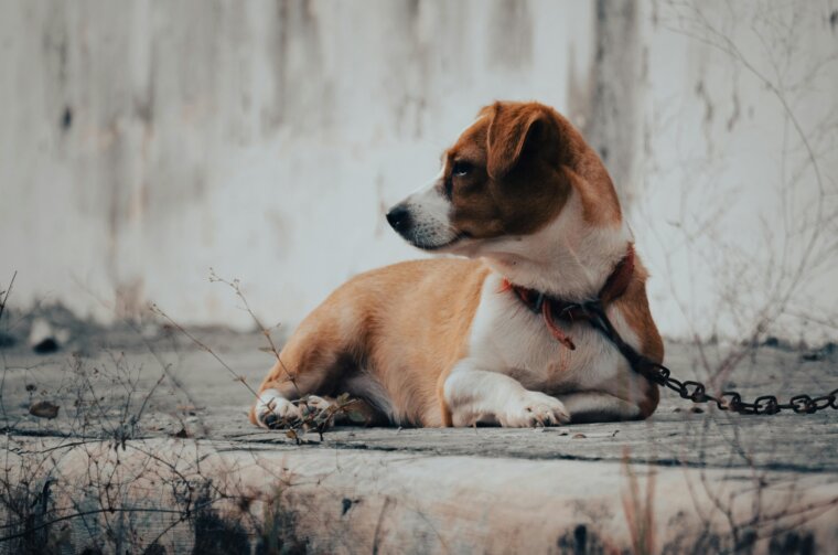 pexels-r4yg-30271417