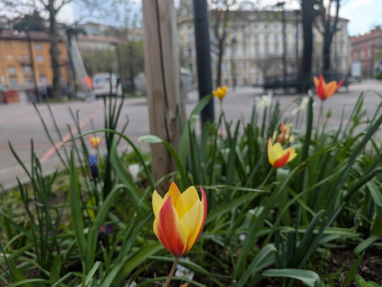 tulipani kd cistoca (1)