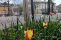 tulipani kd cistoca (1)