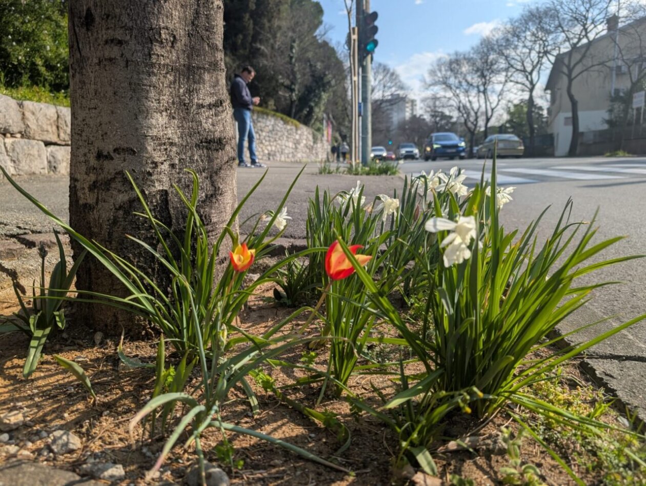 tulipani kd cistoca (2)