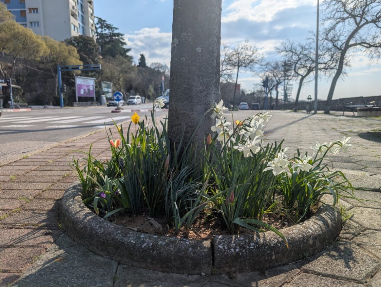 tulipani kd cistoca (3)