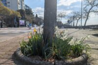 tulipani kd cistoca (3)