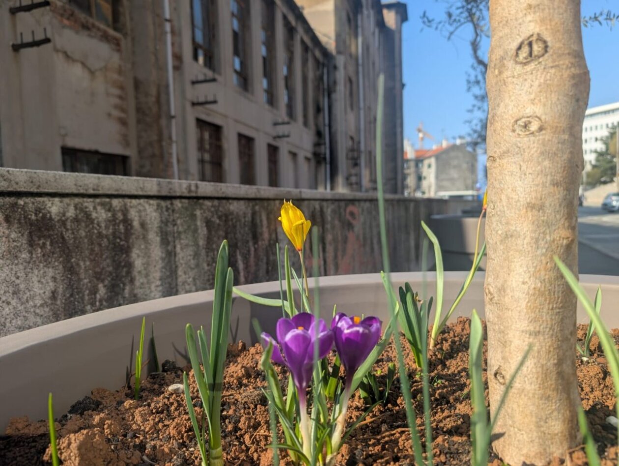 tulipani kd cistoca (4)