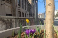 tulipani kd cistoca (4)