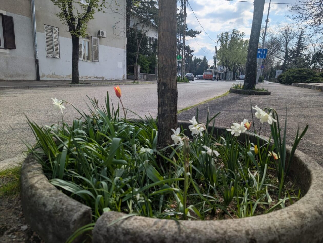 tulipani kd cistoca (5)