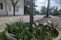 tulipani kd cistoca (5)