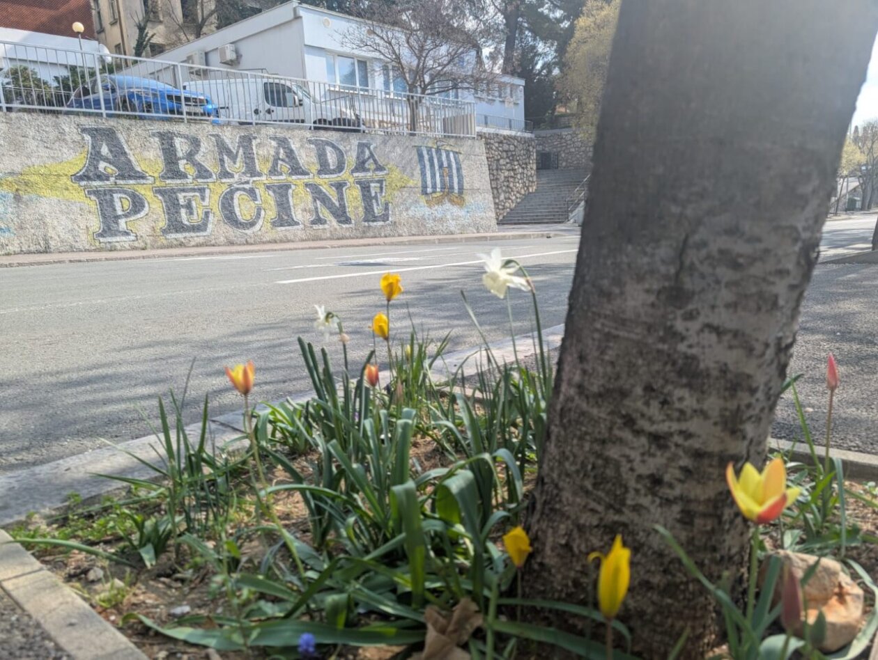 tulipani kd cistoca (6)