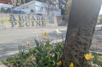 tulipani kd cistoca (6)