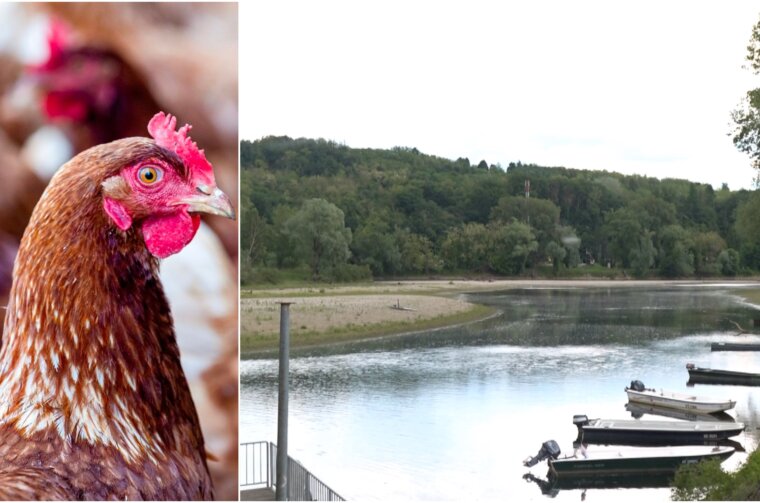 FARMA PILIĆA MEĐIMURJE