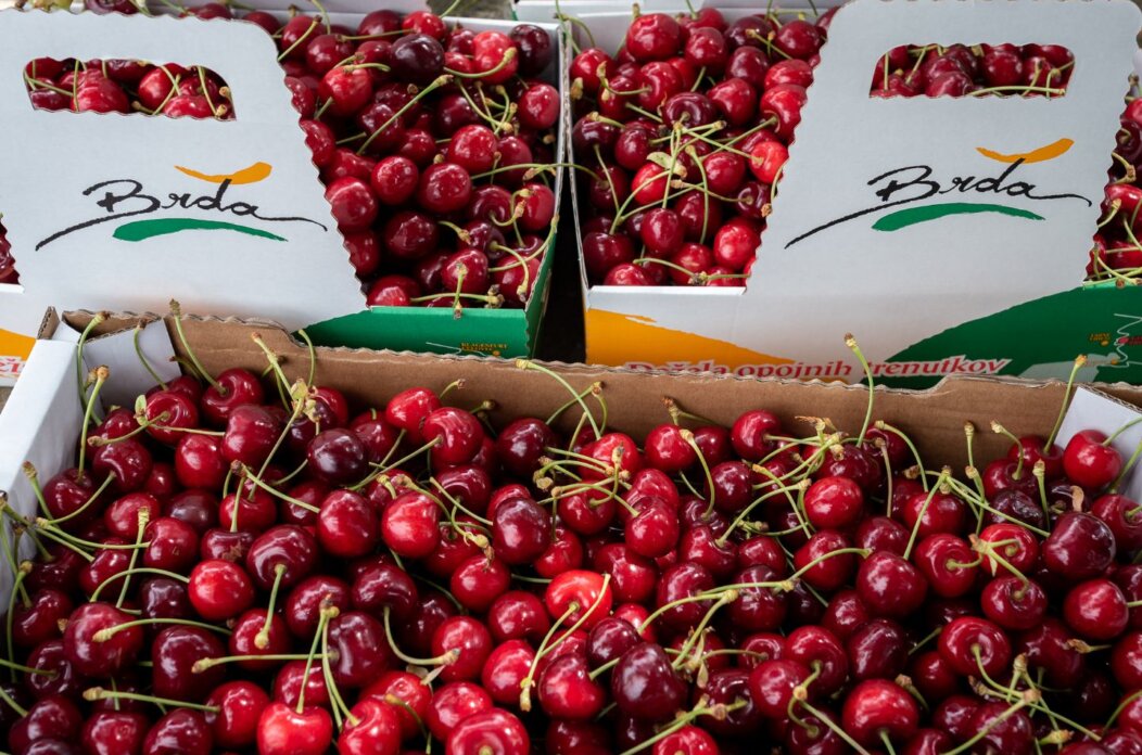 U središtu Matulja dolazi mini festival briške trešnje