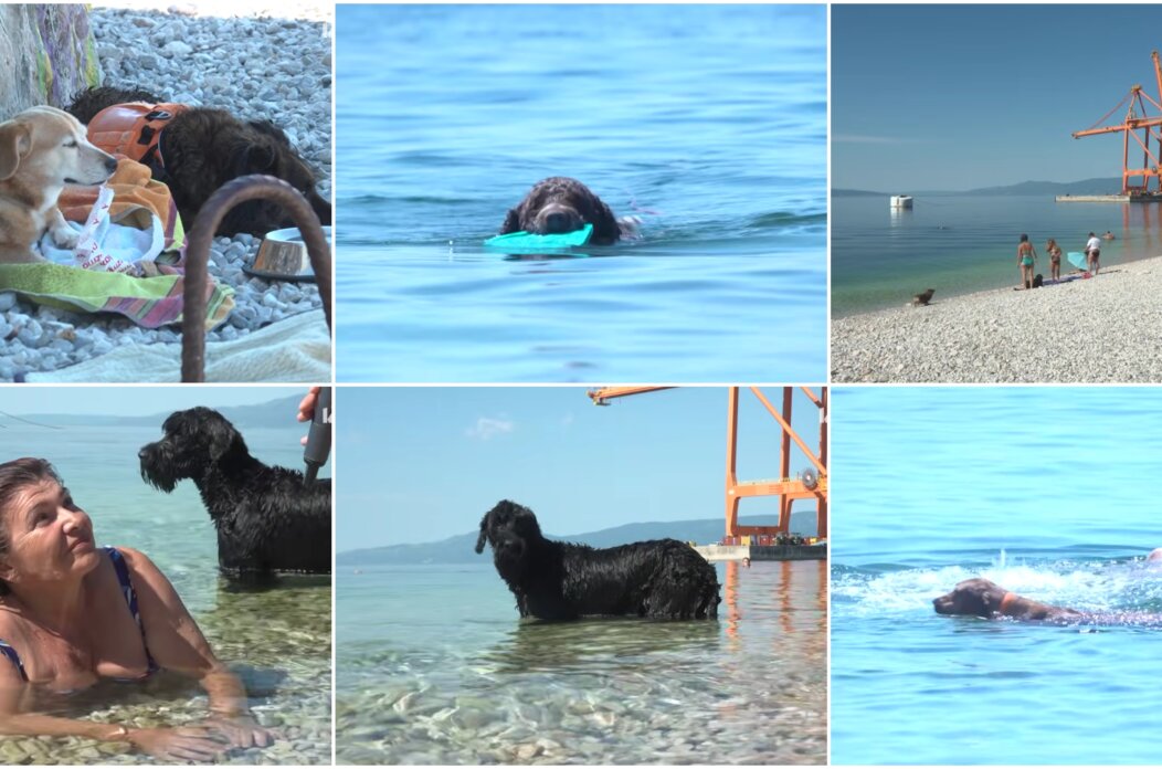 PLAŽA UA PSE BRAJDICA NASLOVNA 2026