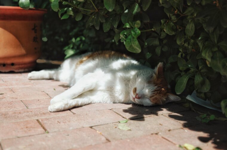 pexels-zzzzlz-37400230