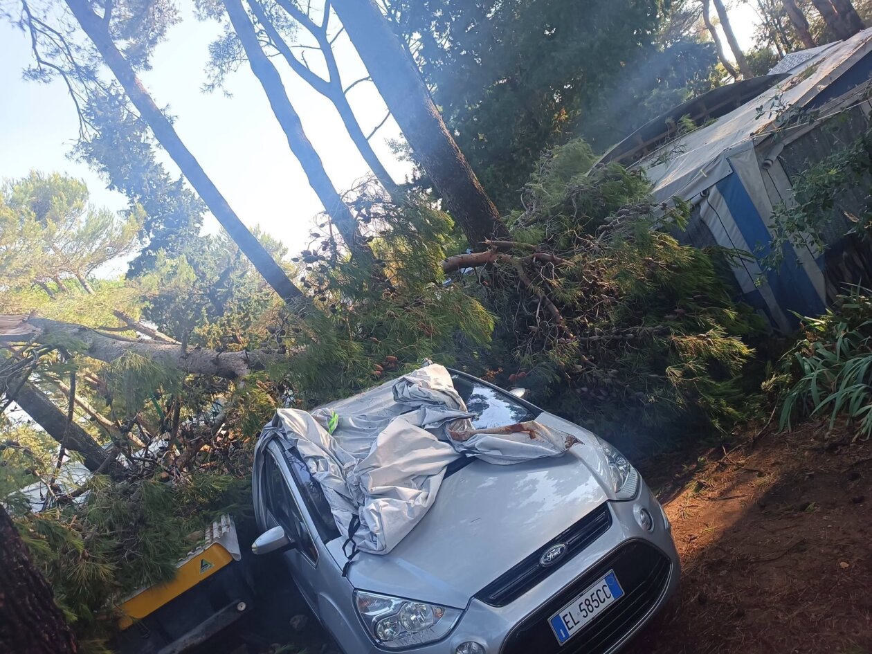 pijavica lošinj ljeto 2026 111 pijavica lošinj ljeto 2026 111