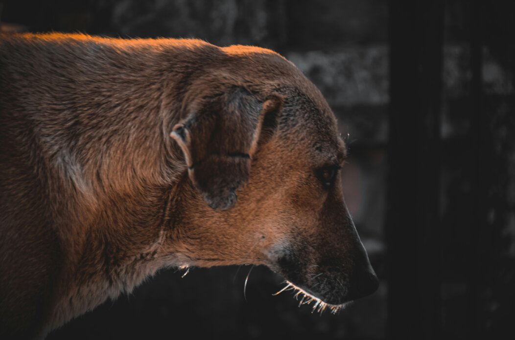 yash-kiran-kDODi_p5t1Y-unsplash yash-kiran-kDODi_p5t1Y-unsplash